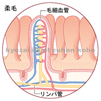 毛細血管のイラスト