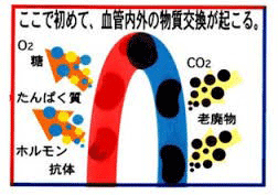 毛細血管のイラスト